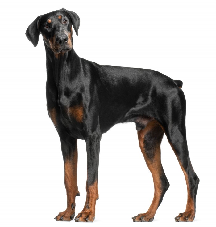 Doberman Pinscher, 13 months old, standing in front of white background