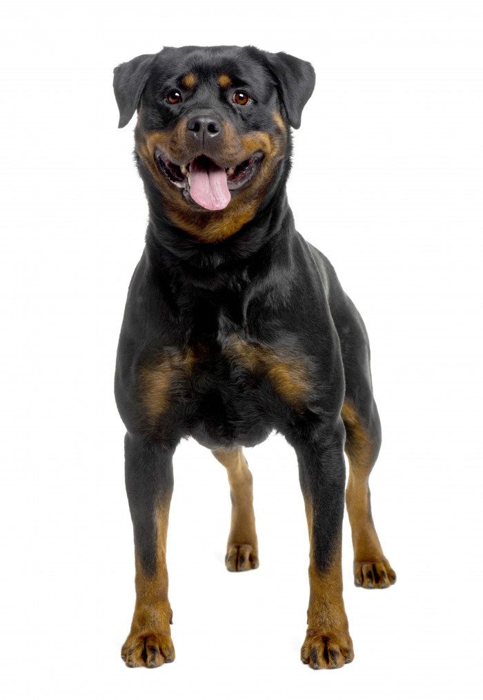 rottweiler (2 years old)