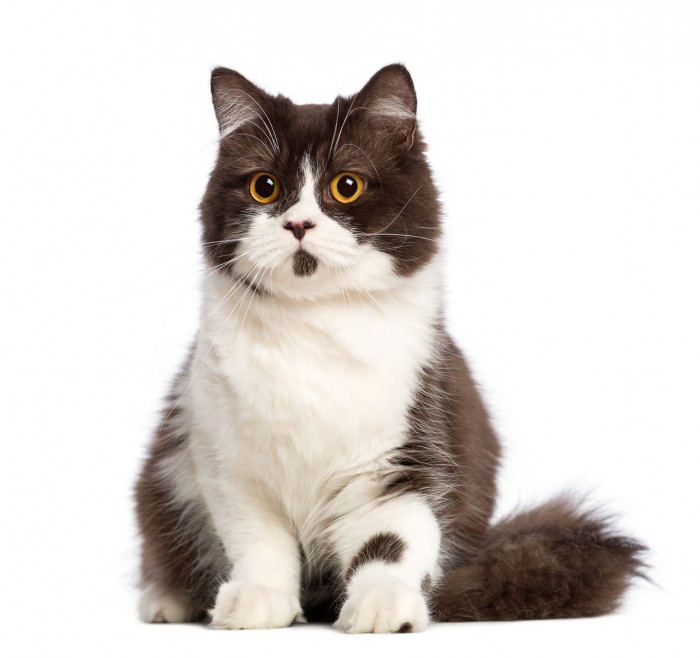 British longhair sitting against white background