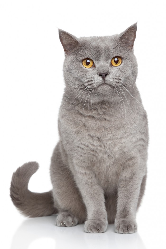 Portrait of British Shorthair cat sits on a white background
