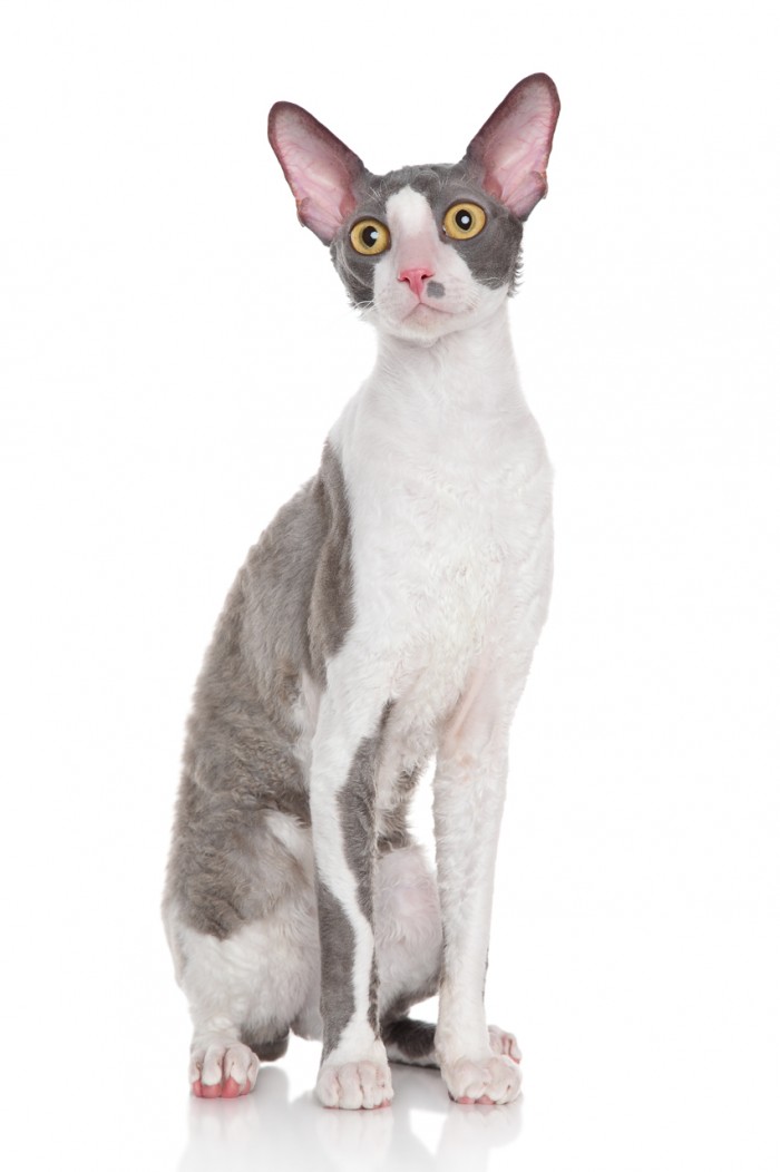 Cornish Rex kitten sitting on a white background